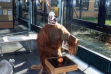 2004-Bombakkes-Ziekenbeoek-01